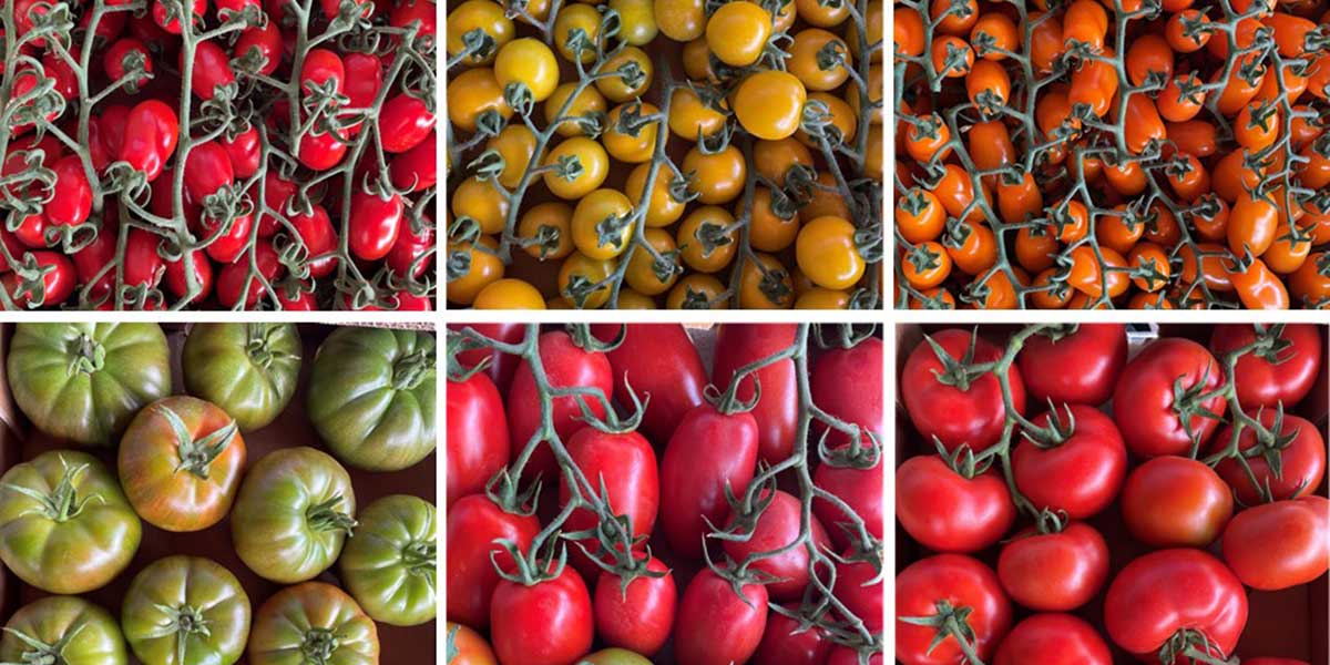 Pomoday, focus di Bayer Crop Science sui pomodori